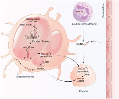 Insights Into Platelet-Derived MicroRNAs in Cardiovascular and Oncologic Diseases: Potential Predictor and Therapeutic Target